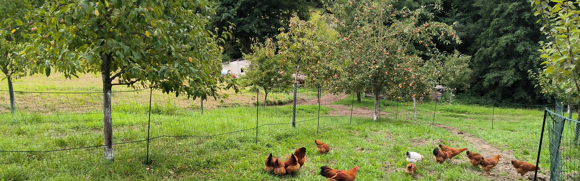 Schaubi´s Naturhof in Scharten Rexham