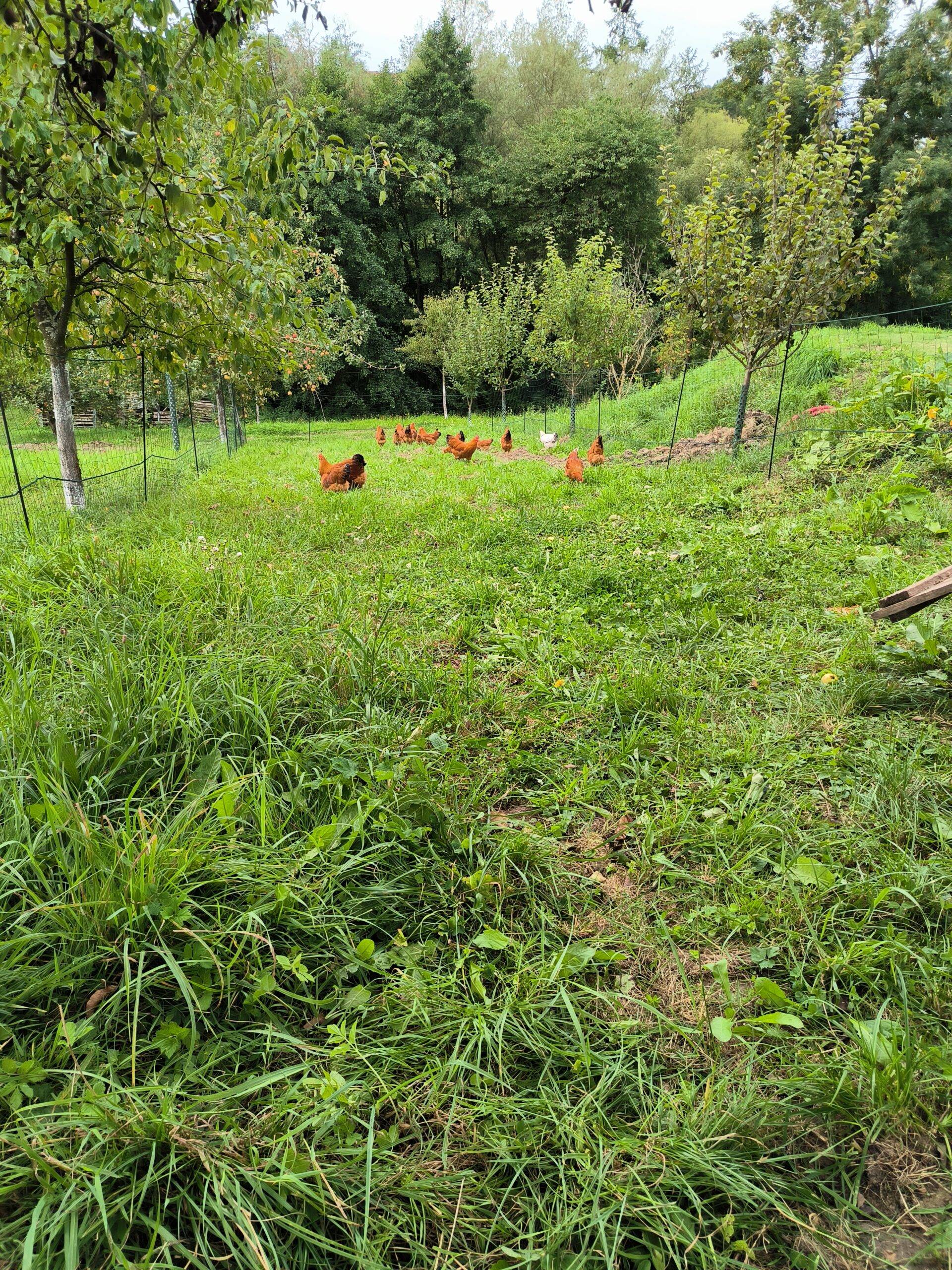Schaubi´s Naturhof Scharten