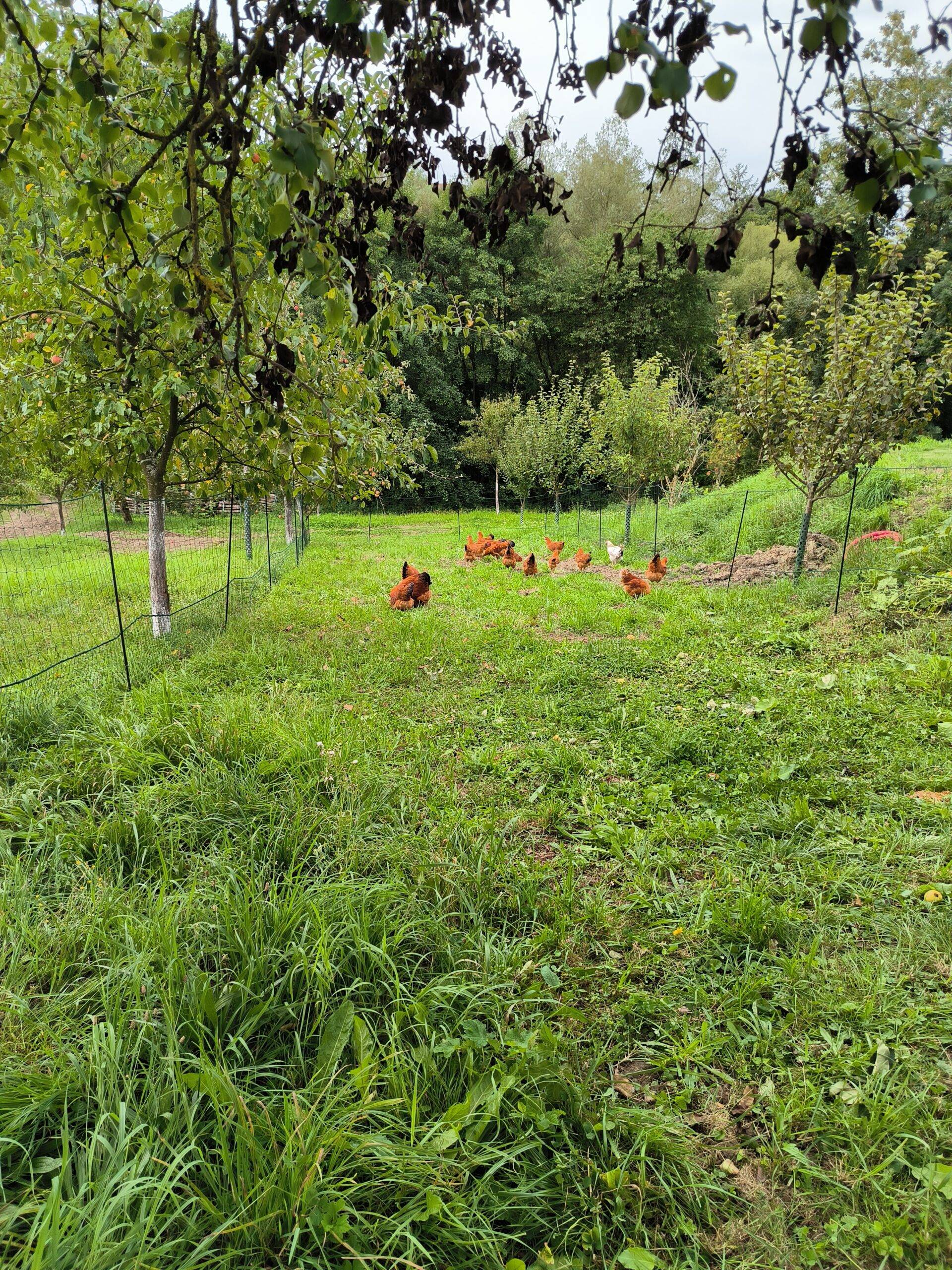 Schaubi´s Naturhof Scharten