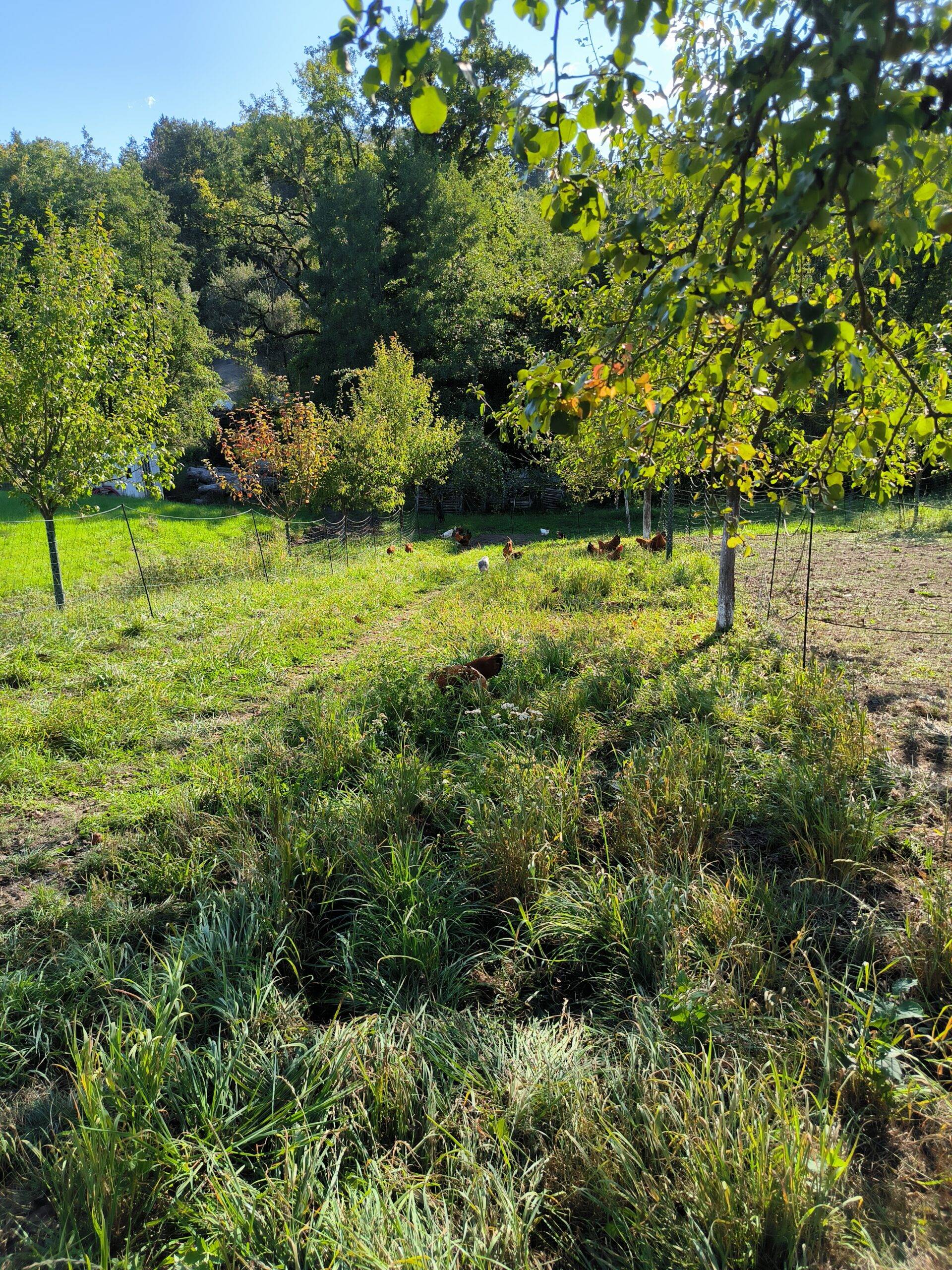 Schaubi´s Naturhof Scharten