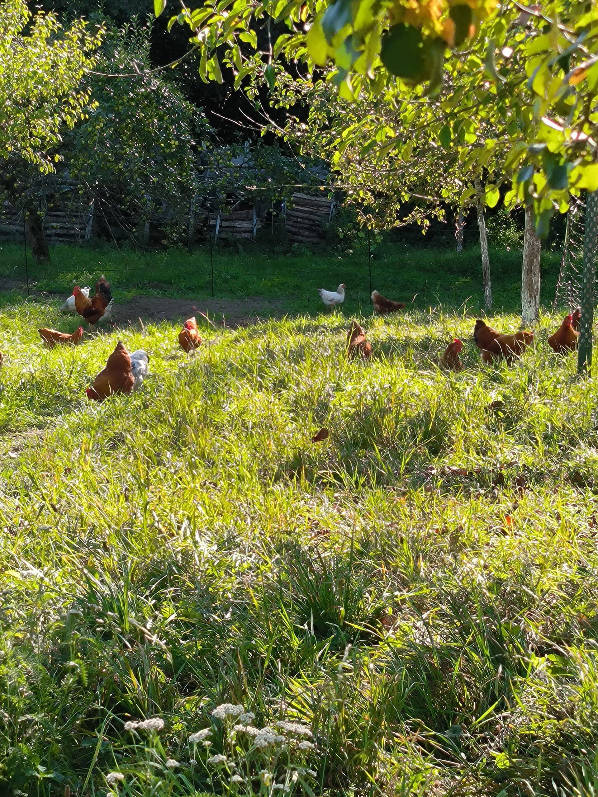 Schaubi´s Naturhof Scharten