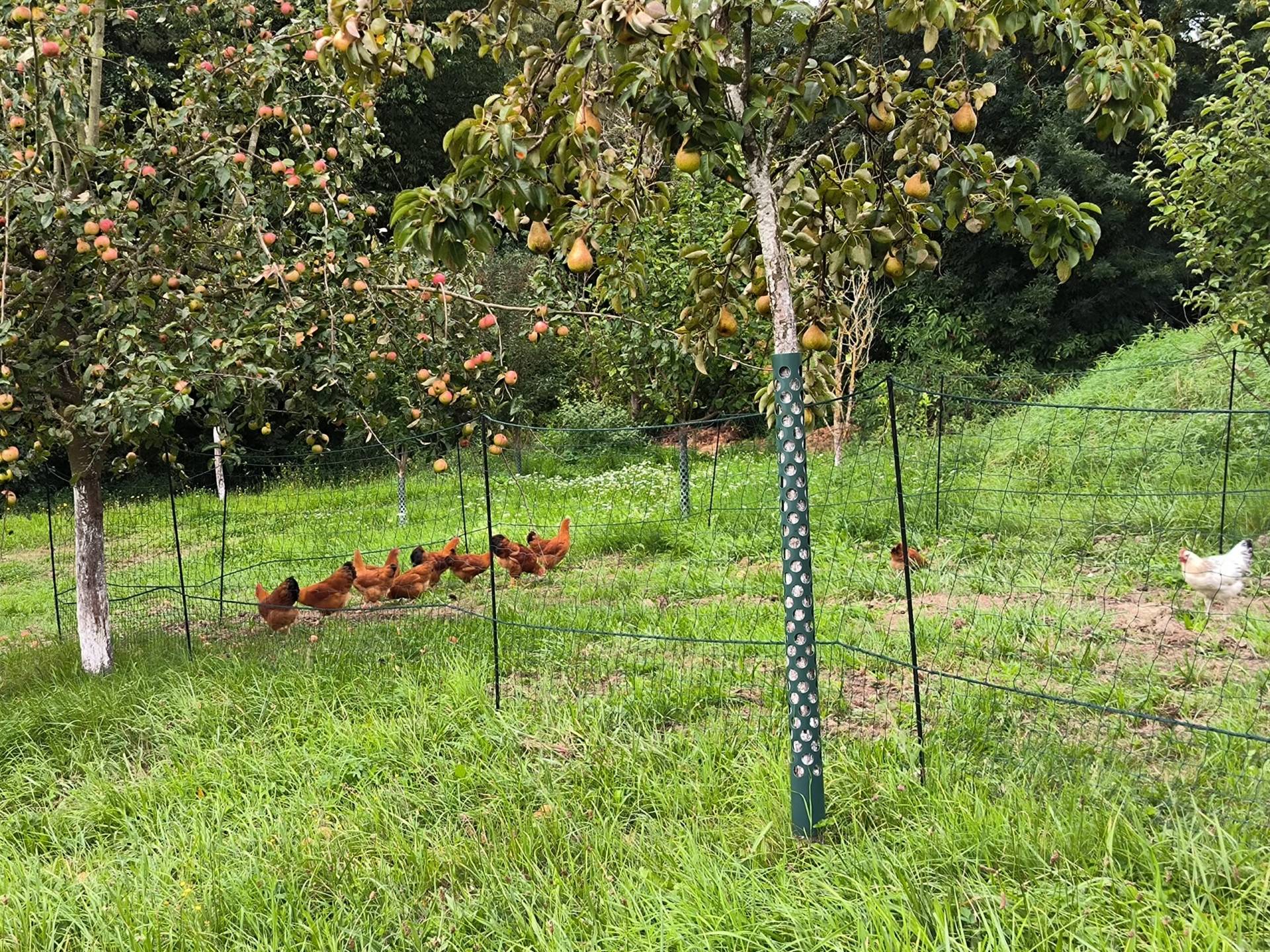 Schaubi´s Naturhof Scharten